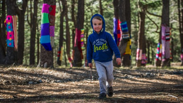 Official launch of the 2017 Warm Trees exhibition at the National Arboretum. Oliver Kreuzer, 4, of Farrer in the Himalayan cedar forest. Photo by Karleen Minney.