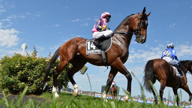 Get in fast: The full-brother to former crack sprinter Shamexpress should be among the top sellers at the Karaka sales. 
