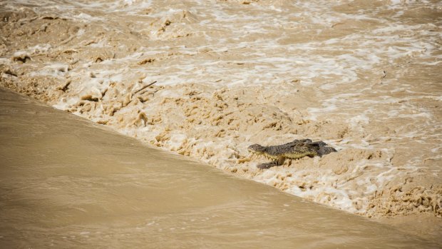Floodwaters in parts of the Top End have made it easier for saltwater crocodiles to move outside their normal ranges.