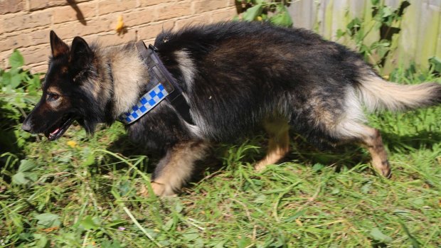 A police dog tracked the suspected VRO offender to bushland.