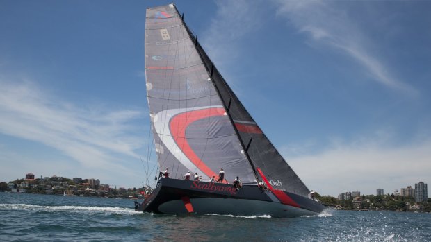 Good shape: Scallywag is set to challenge Wild Oats XI for line honours.