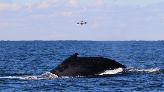 A drone hovers over a humpback whale, waiting for it to exhale.