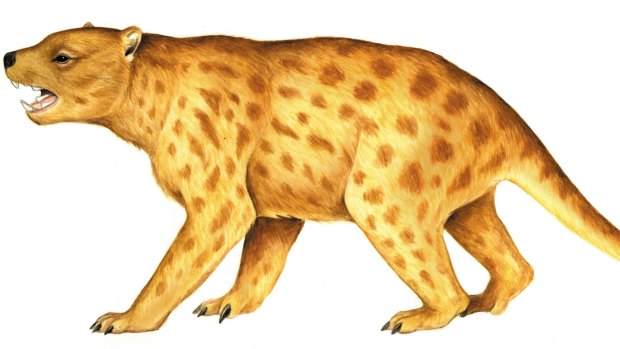 The marsupial lion was roughly 1.5 metres long and stood about 75 centimetres tall at the shoulder.