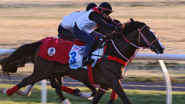 Bande, from the Yoshito Yahagi stable in Japan, gallops on the course during a trackwork session at Werribee.
