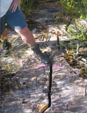 Subsidence cracks have been found in upland swamp areas near coal mines.