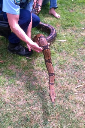 The boa constrictor was seized from a home in Singleton.