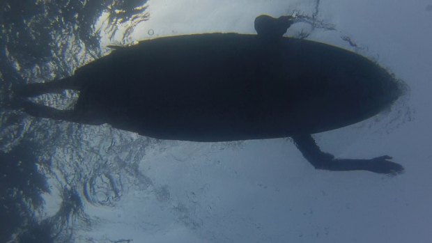 Mistaken identity? Researchers are testing the idea that sharks mistake surfers and swimmers for seals.