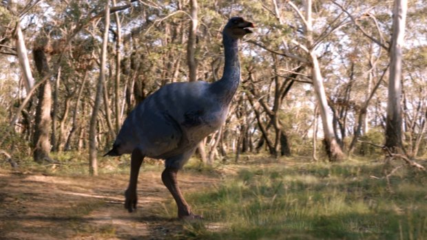 An artist's impression of the huge Australian flightless bird called Genyornis.