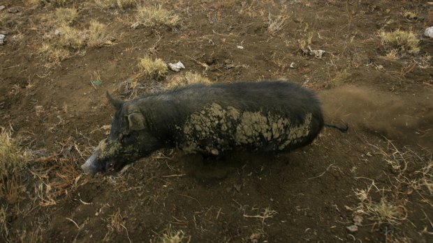 Three men were caught illegally hunting wild pigs in Namadgi.