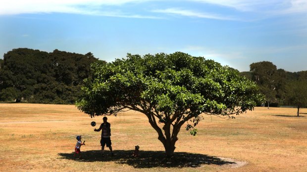 African plain or Centennial Park? Early summer heat bakes Sydney.