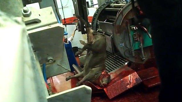 An image supplied by Animals Australia from inside an Israeli abattoir.