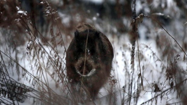 A wild boar runs in a snow covered field in Belarus.