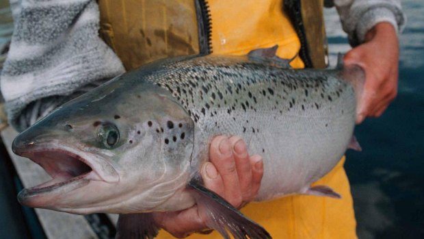 Speeding up the time it takes to grow salmon is paying dividends for local producers.