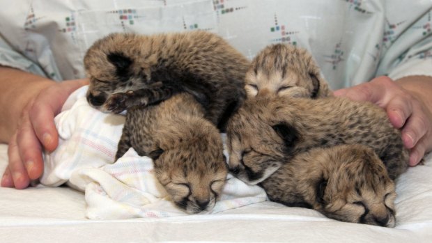 Five cheetah cubs born at Cincinnati Zoo on March 8, 2016 after a rare C-section procedure. The cubs are undergoing around-the-clock critical care in the zoo's nursery. 