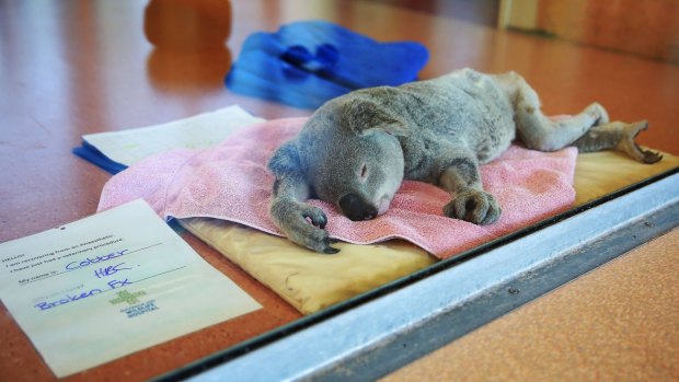 Cobber the koala sleeps under the influence of his anaesthetic.