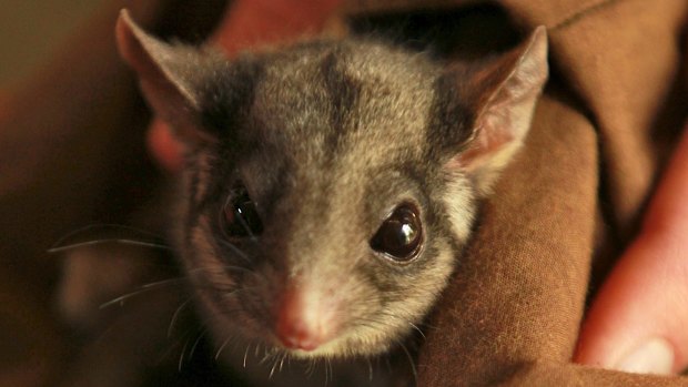 A national plan is trying to stop the decline in the number of Leadbeater's possums in the next 20 to 50 years.