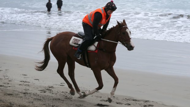Strapper Maddi Raymond gets Caulfield Cup hopeful Real Love up to a canter.