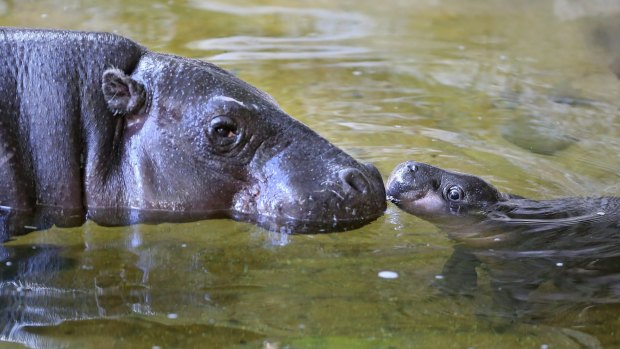Baby Obi stopped splashing around briefly to give mum Petre a quick peck on the West African pygmy hippopotamus's 31st birthday on Tuesday at Melbourne Zoo.