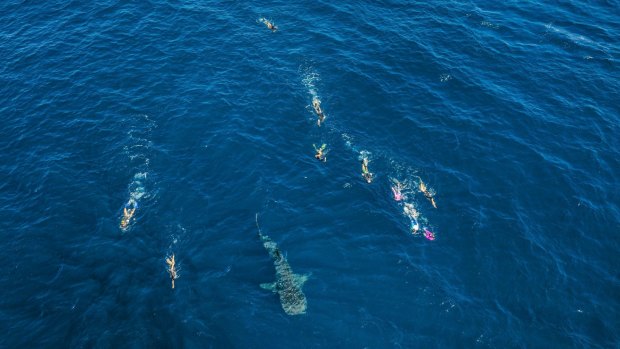 Snorkellers follow a whale shark.