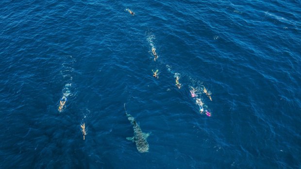 Snorkellers follow a whale shark.