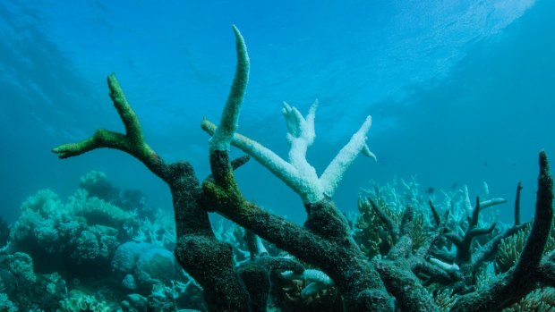 Coral bleaching at Vlasoff Cay, Great Barrier Reef in 2017.