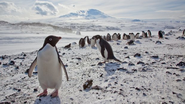 Adelie penguin numbers have increased across East Antarctica, research shows. 