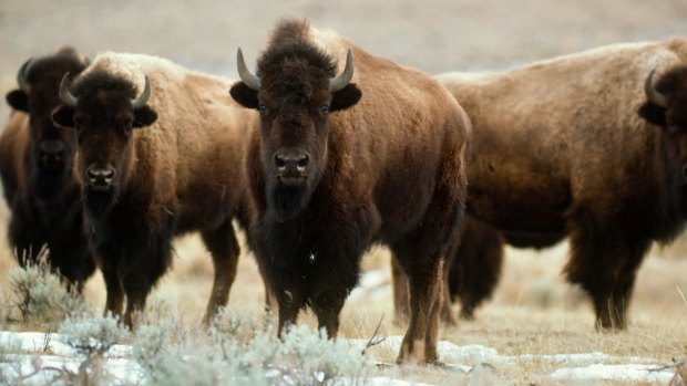 Bison in Yellowstone National park, Wyoming. 