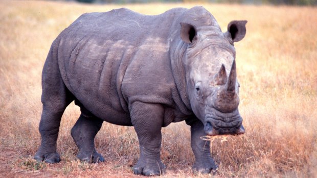 A rhinoceros in the wild.