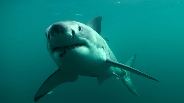 A catch and kill order is in place for a shark off the coast of Warnbro Sound (file pic)