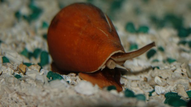 The venom of cone snails is being studied for potential medical uses.