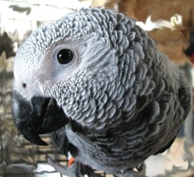 An African grey parrot, similar to Nigel, who went missing for four years. 