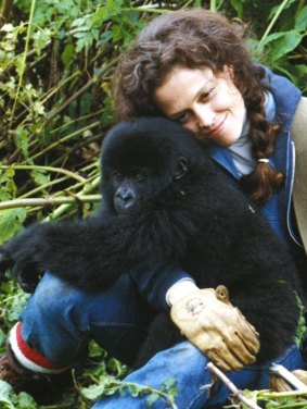 Sigourney Weaver as Dian Fossey in 'Gorillas In the Mist'.