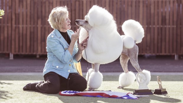“When we’re at home, to protect her coat, she has all of that long hair wrapped up in pretty pink latex bands and little plastic bags, almost like she’s in hair rollers.” Lorraine Boyd, of Sydney, with her standard poodle (and Best in Show) Carla, aka Picardy PS I Love You.