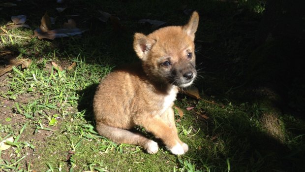 Sandy the purebred desert dingo, pictured as a pup soon after her 2014 rescue, is a "gift to science".