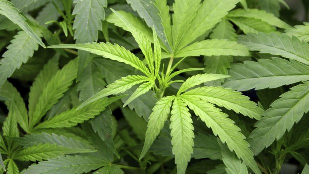 Trials will begin in Queensland of medicinal cannabis. 