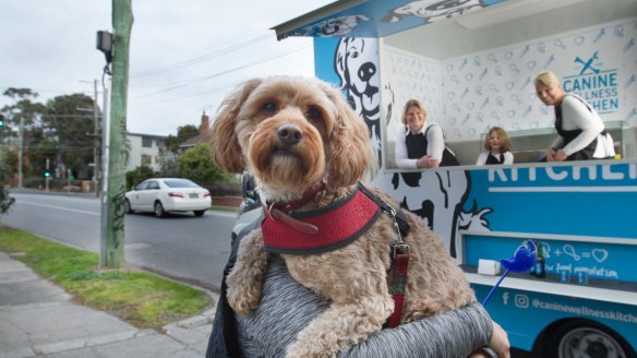 Canine customer Cookie checks out the Canine Wellness Kitchen, Australia's first food truck for dogs.