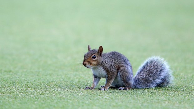 Furry friend: This squirrel held up proceedings at Newlands for a while. 