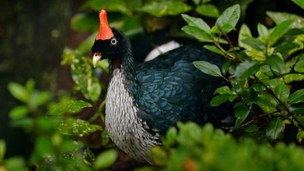 The slightly comical and very elusive horned guan.