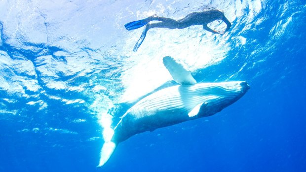 The warm tropical lagoons off the picturesque Tongan island of Ha'apai are among the few places in the world licensed to allow swimmers in the water with humpback whales.