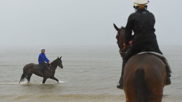 Day after: Trackwork rider Ben Cadden walks Winx through the water at 'Plane Spotting' Beach near Sydney airport.
