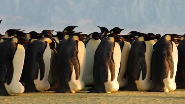 Emperor penguins huddling at Auster Rookery, Australian Antarctic Territory.