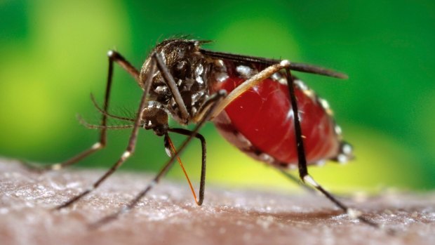 Hawaii is suffering its largest outbreak of dengue in 60 years, said physician Harold Margolis.