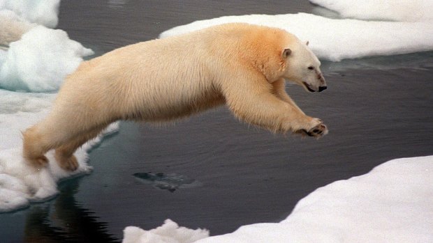 Protectection: Polar bears
