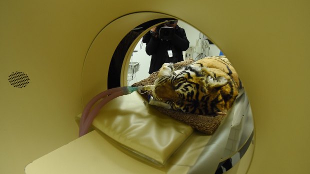 Indira the tiger undergoes a CAT scan at Sydney University Veterinary Teaching Hospital.