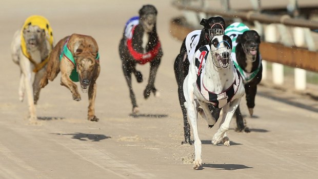 Greyhound racing will be banned in the ACT and NSW. 