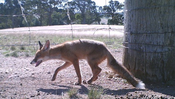 Foxes numbers are rising, and their control is a higher priority for NSW land managers.