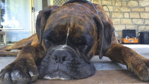 Paws for thought ... Rosie the boxer dreams of the day she'll become fully connected to the internet.