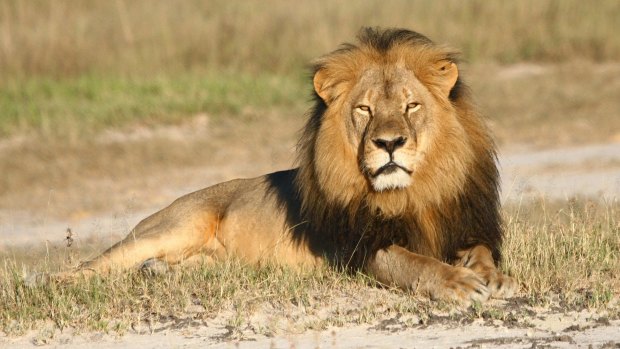 Cecil the lion's never had a chance to defend himself. 