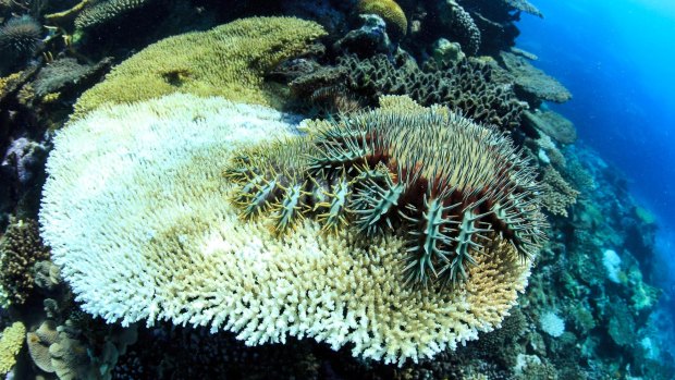 Crown-of-thorns starfish attached to healthy coral on a reef between Mackay and Townsville.
