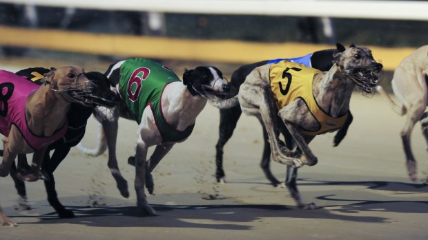 Greyhound Racing is to be banned from July 1 next year